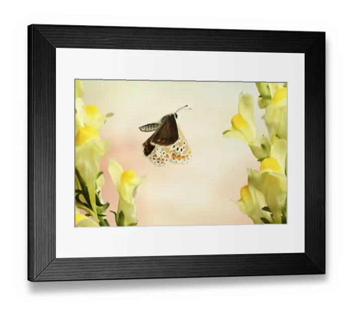 Framed Print : Common blue butterfly, female (Polyommatus icarus) Framed Print : Common blue butterfly, female (Polyommatus icarus)