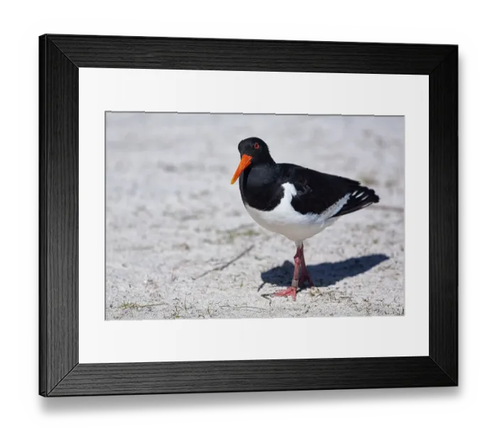 Framed Print : Eurasian oystercatcher (Haematopus ostralegus) in the sand