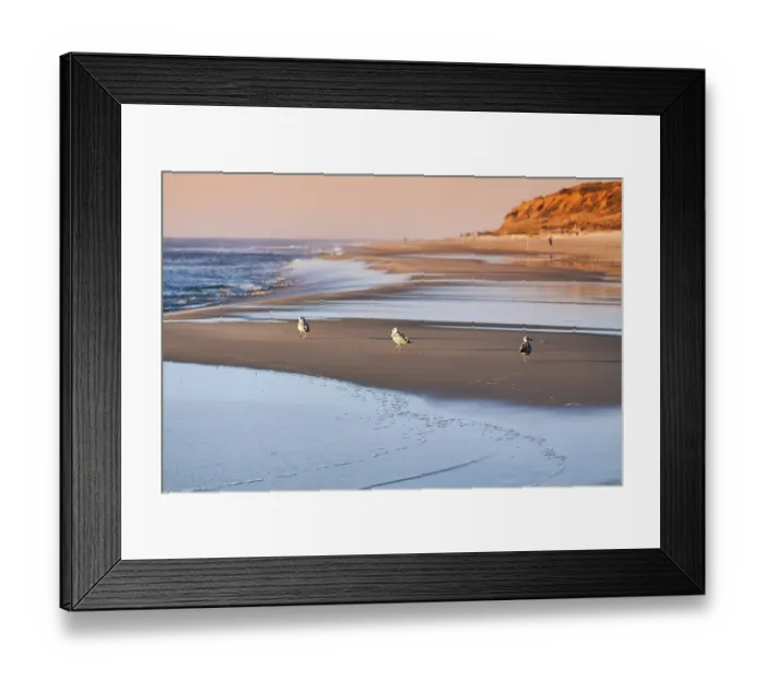 Framed Print : Three seagulls walking one behind the other to the sea
