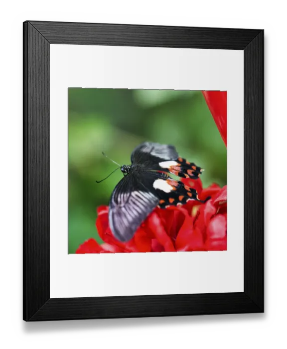 Framed Print : Common mormon (papilio polytes) on a red flower Framed Print : Common mormon (papilio polytes) on a red flower