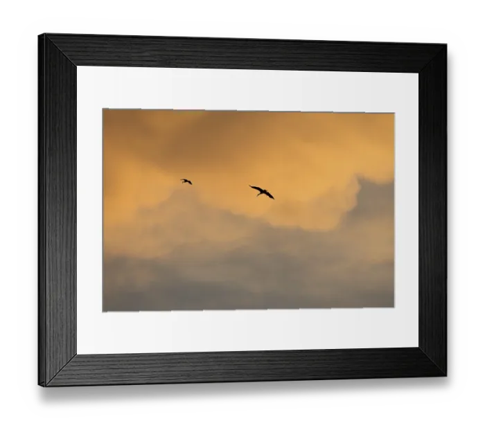 Framed Print : White stork (Ciconia ciconia), in flight Framed Print : White stork (Ciconia ciconia), in flight