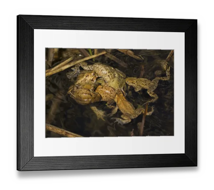 Framed Print : Common toad (Bufo bufo), mating clump with female and several males Framed Print : Common toad (Bufo bufo), mating clump with female and several males