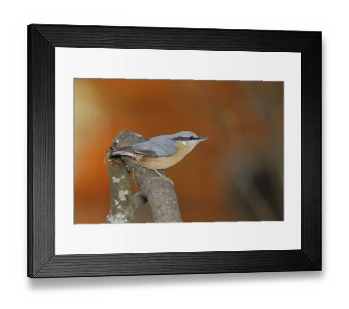 Framed Print : Eurasian nuthatch (Sitta europaea)