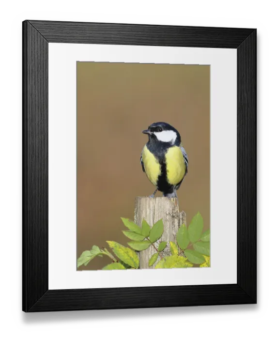 Framed Print : Great tit (Parus major) sitting on a tree stump