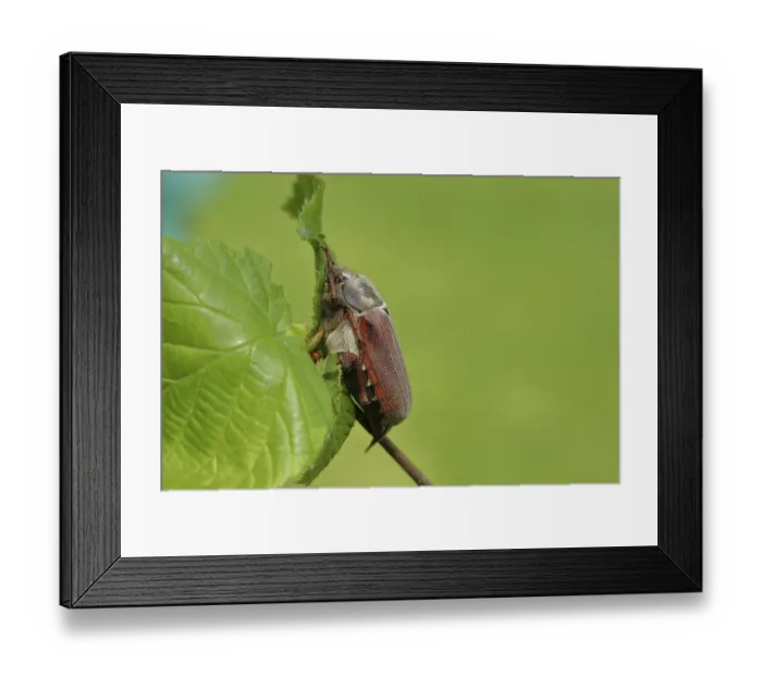 Framed Print : Cockchafer, field cockchafer (Melolontha melolontha)
