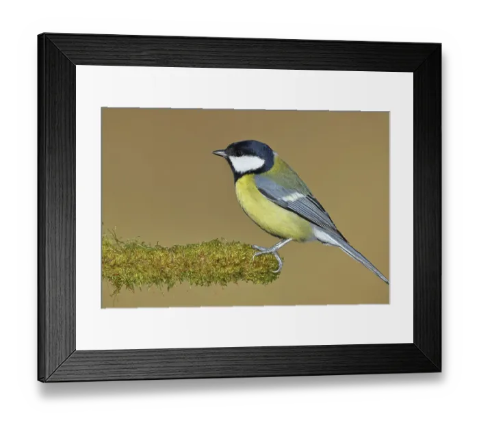 Framed Print : Great tit (Parus major), sitting on moss-covered dead wood
