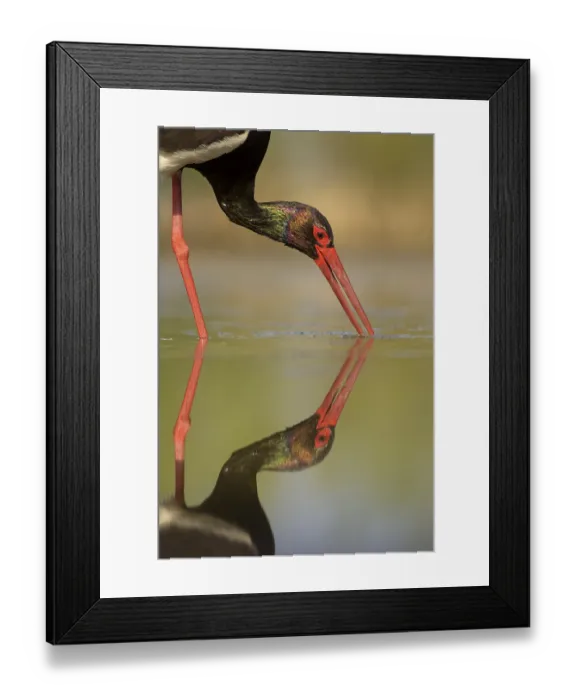 Framed Print : Black stork (Ciconia nigra), hunting for fish Framed Print : Black stork (Ciconia nigra), hunting for fish