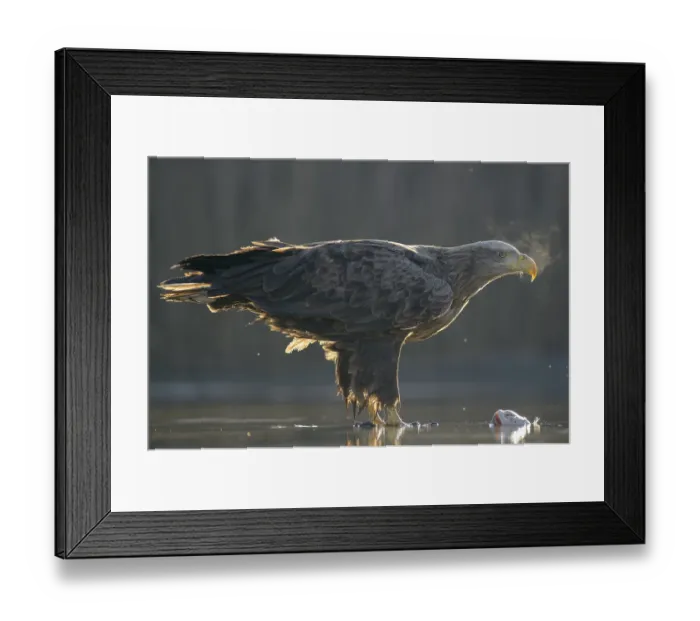 Framed Print : White-tailed eagle (Haliaeetus albicilla)