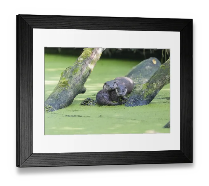 Framed Print : European otter (Lutra lutra), Lower Saxony