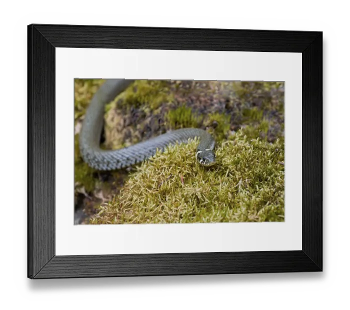 Framed Print : Grass snake (Natrix natrix), Bavaria