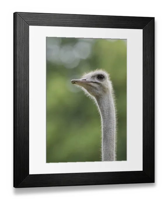 Framed Print : South African ostrich (Struthio camelus australis)
