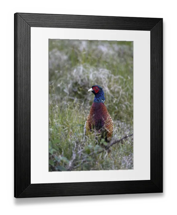 Framed Print : Pheasant (Phasianus colchicus)
