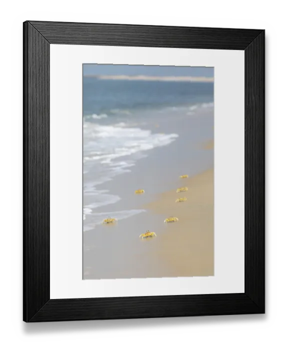 Framed Print : Horn-eyed Ghost crabs (Ocypode brevicornis) at Marari Beach or Strand