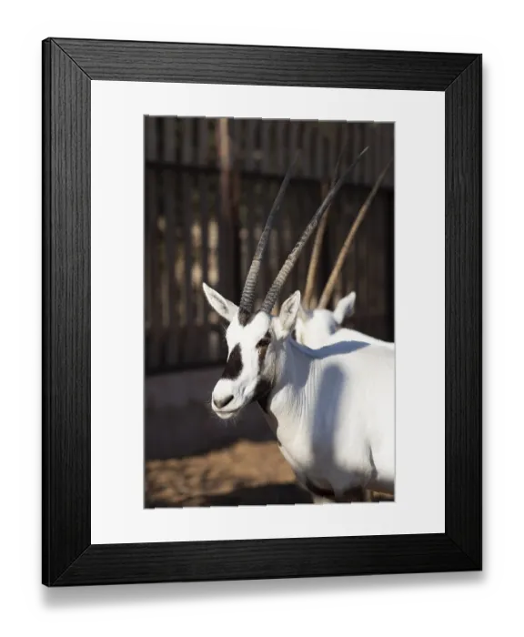 Framed Print : Arabian oryx (Oryx leucoryx) in the Arabian Oryx Camp