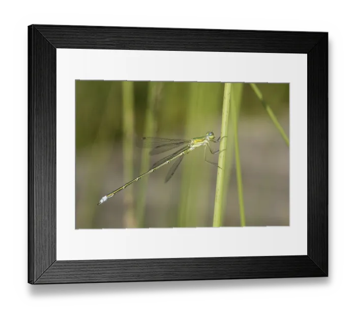 Framed Print : Emerald Damselfly ( Lestes sponsa) sits on reed stalk