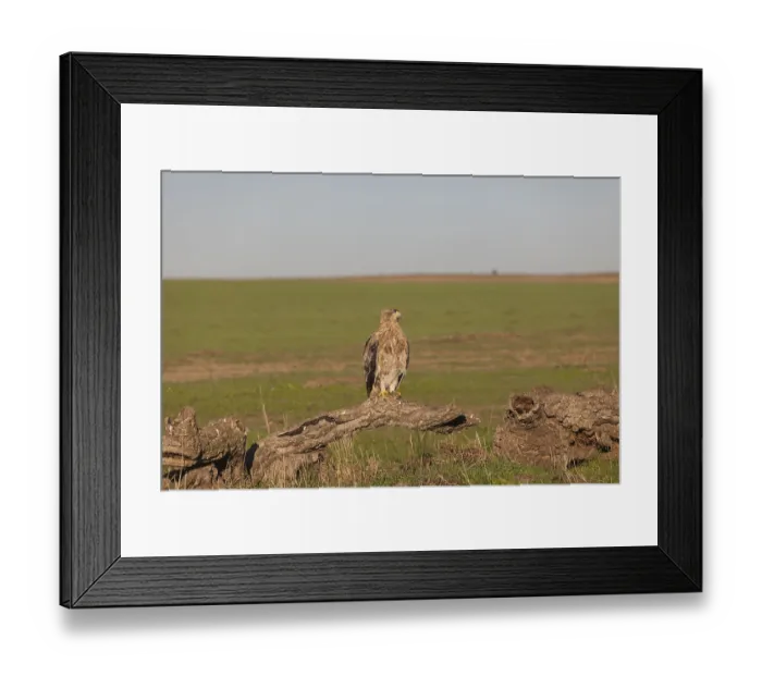 Framed Print : Juvenile Iberian Eagle, Spanish Imperial Eagle (Aquila adalberti) Framed Print : Juvenile Iberian Eagle, Spanish Imperial Eagle (Aquila adalberti)