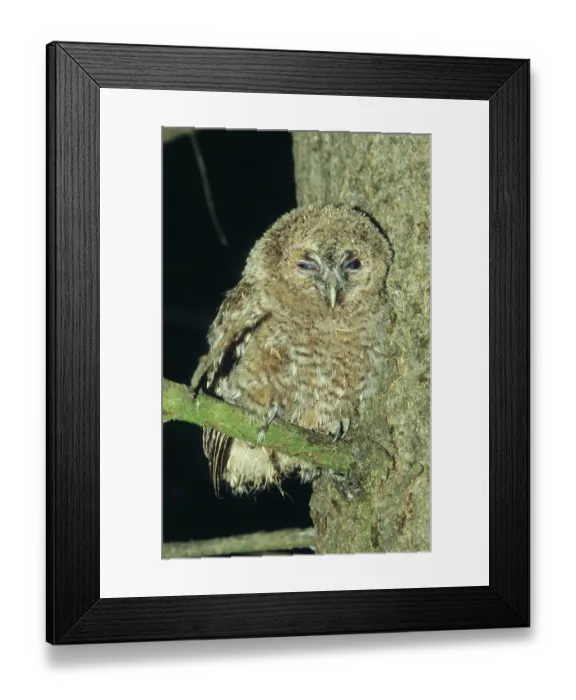 Framed Print : Tawny Owl (Strix aluco), young bird