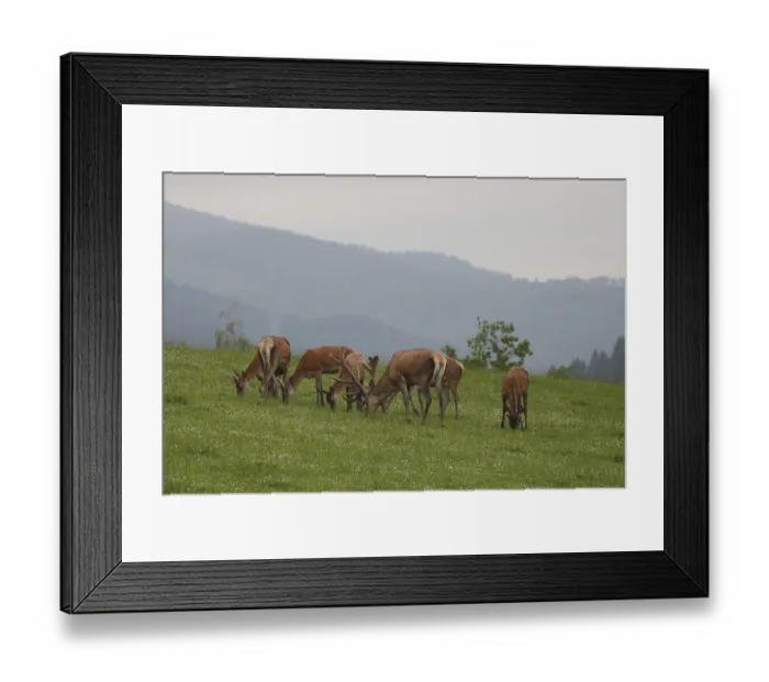 Framed Print : Red deer (Cervus elaphus) mixed herd on a summer mountain meadow Allgaeu