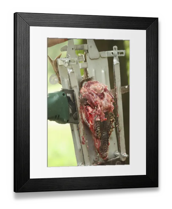 Framed Print : European roe deer (Capreolus capreolus) Roebuck trophy processing