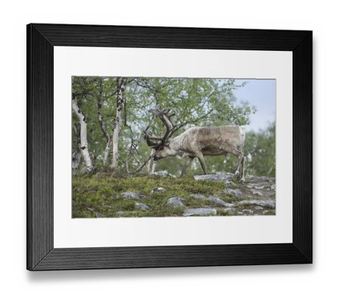 Framed Print : Reindeer (Rangifer tarandus) male