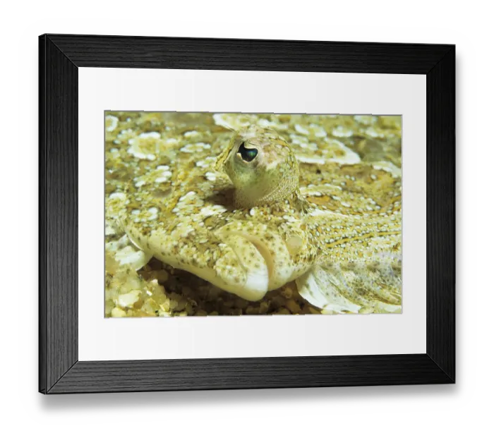 Framed Print : Turbot (Bothus), portrait, Corsica Framed Print : Turbot (Bothus), portrait, Corsica