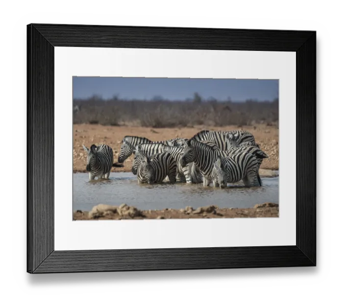 Framed Print : Steppe zebras (Equus burchelli) drinking in a waterhole