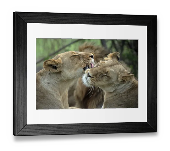 Framed Print : African lion (Panthera leo), Kruger National Park