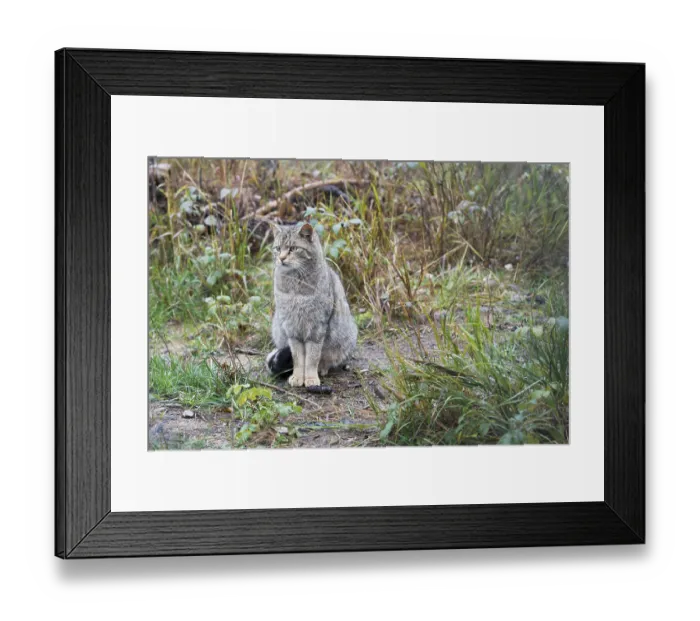 Framed Print : Wildcat (Felis sylvestris), Harz Mountains