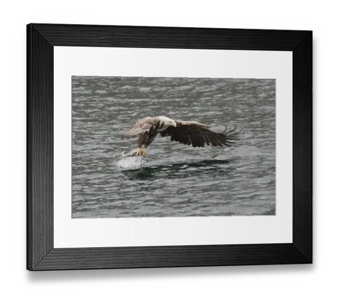 Framed Print : White-tailed eagle (Haliaeetus albicilla)