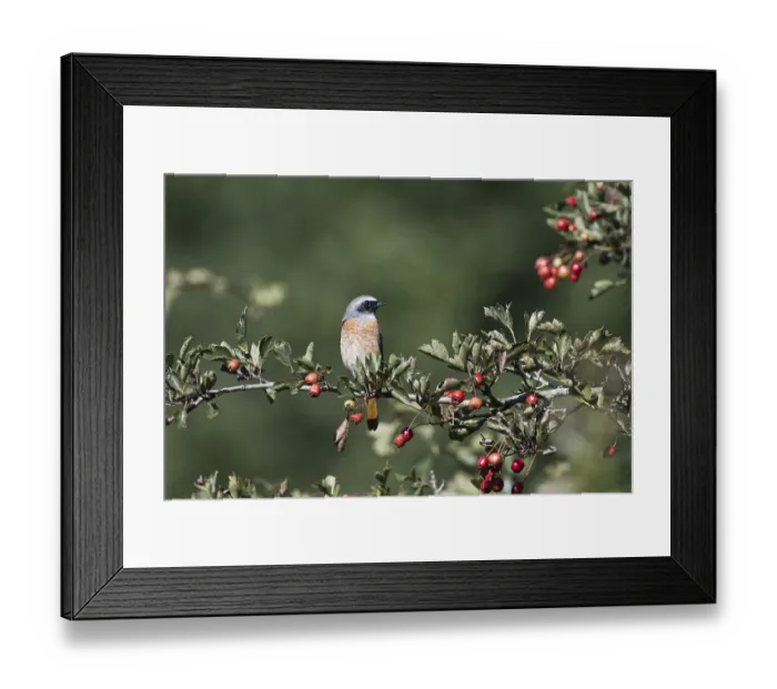 Framed Print : Common redstart (Phoenicurus phoenicurus)