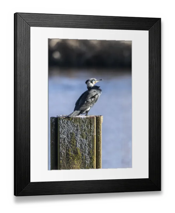 Framed Print : Cormorant (Phalacrocorax carbo)