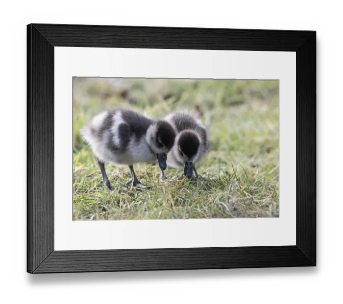 Framed Print : Young Egyptian Geese (Alopochen aegyptiaca) Framed Print : Young Egyptian Geese (Alopochen aegyptiaca)