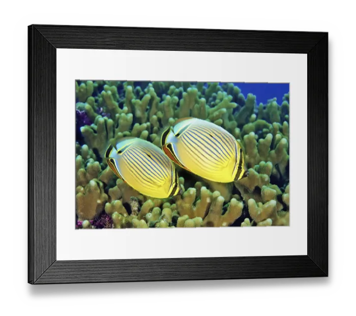 Framed Print : Pacific ribbed butterflyfish (Chaetodon lunulatus)