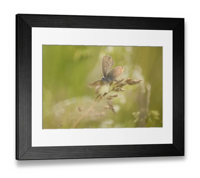 Framed Print : Common Blue (Polyommatus icarus)