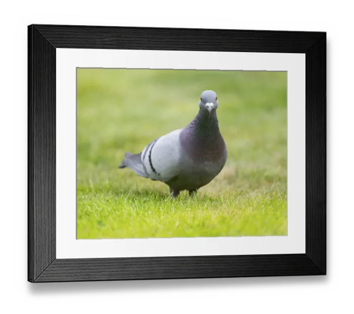Framed Print : Domestic pigeon (Columba livia domestica) on a lawn