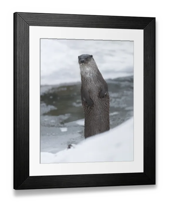 Framed Print : Otter (Lutra lutra) making males in winter at a partly frozen pond