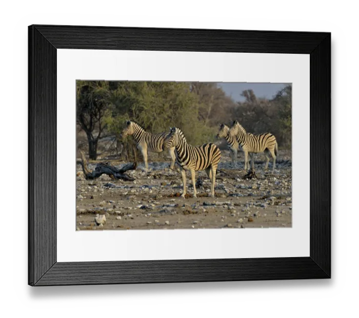 Framed Print : Burchell's Zebras (Equus quagga burchelli)