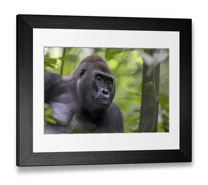 Framed Print : Western lowland gorilla (Gorilla gorilla gorilla) with closed eyes