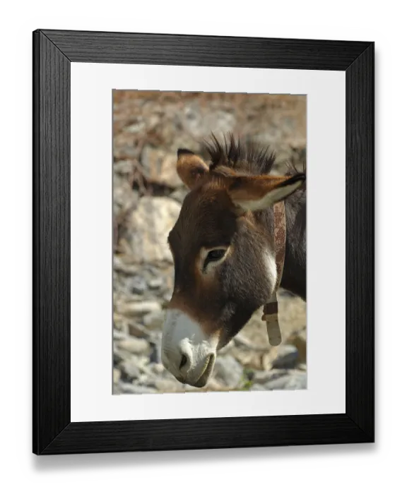 Framed Print : Donkey, portrait, Sultanate of Oman, Middle East