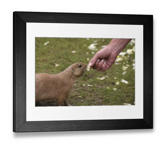 Framed Print : Prairie dog feeding trial