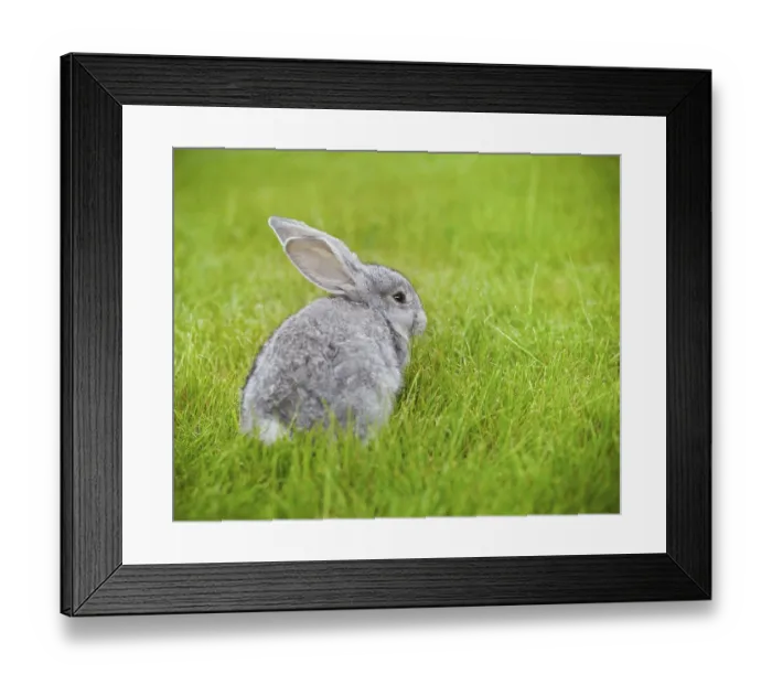 Framed Print : Cute little grey rabbit on green grass Framed Print : Cute little grey rabbit on green grass