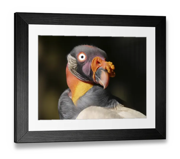 Framed Print : King vulture Framed Print : King vulture