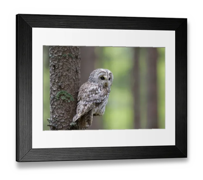 Framed Print : Tawny owl, Strix aluco, Tawny owl