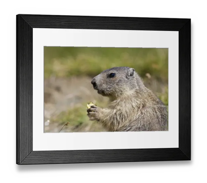 Framed Print : Alpine marmot (Marmota marmota)