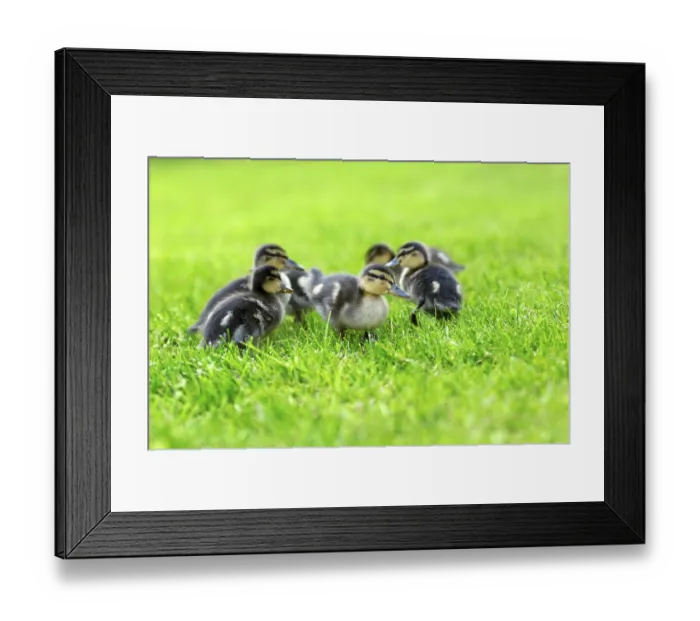 Framed Print : Wild duck chicks Mallard Anas platyrhyncos