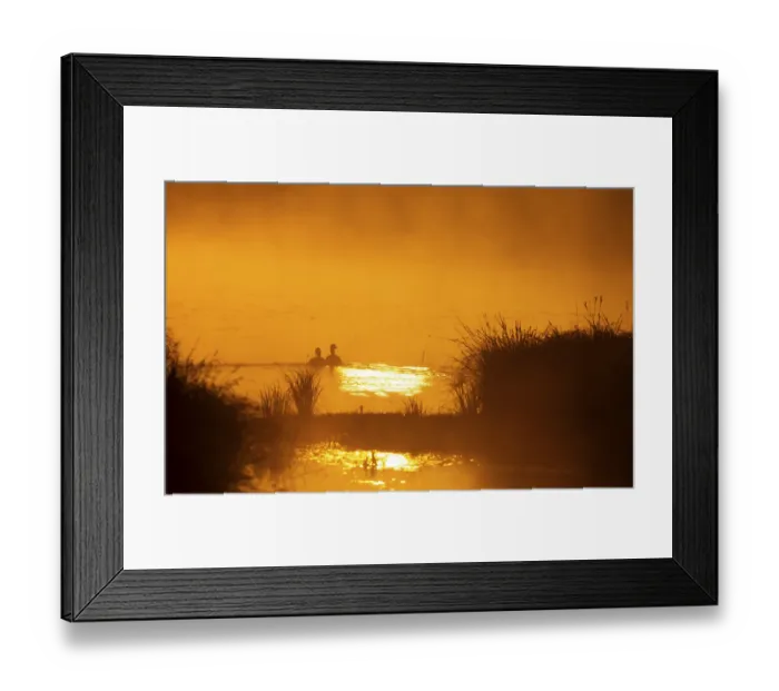 Framed Print : Greylag geese (Anser anser), morning mood