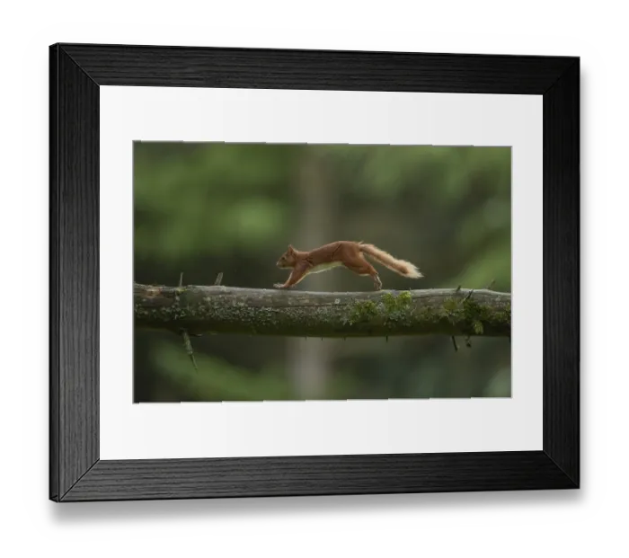 Framed Print : Red squirrel (Sciurus vulgaris) adult animal running along a tree branch in a woodland
