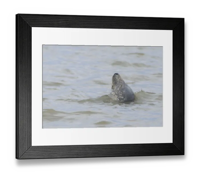 Framed Print : Grey (Halichoerus grypus) seal adult animal sleeping in the sea