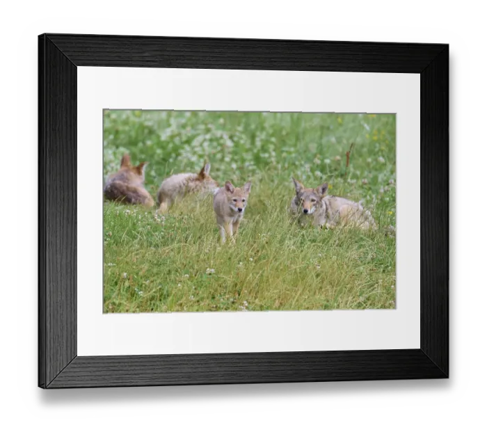 Framed Print : Kojote (Canis latrans), family group with young animals Framed Print : Kojote (Canis latrans), family group with young animals