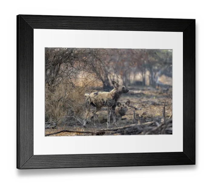 Framed Print : African wild dog (Lycaon pictus)